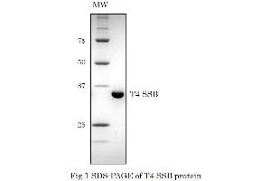 Western Blotting (WB) image for T4 SSB (Active) protein (ABIN2452207) (T4 SSB (Active) Protéine)