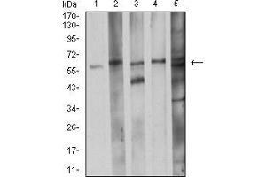 Western blot analysis using CDC37 mouse mAb against K562 (1), LNcap (2), A431 (3), HEK293 (4), and C2C12 (5) cell lysate. (CDC37 anticorps  (AA 241-378))