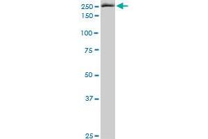 EIF4G1 monoclonal antibody (M10), clone 2A9.