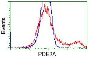 HEK293T cells transfected with either RC207219 overexpress plasmid (Red) or empty vector control plasmid (Blue) were immunostained by anti-PDE2A antibody (ABIN2454150), and then analyzed by flow cytometry. (PDE2A anticorps)