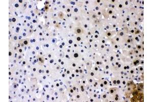IHC testing of FFPE mouse liver with PC4 antibody at 1ug/ml. (SUB1 anticorps  (AA 96-127))
