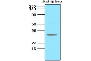 Tissue lysates of Rat spleen (60 ug) were resolved by SDS-PAGE, transferred to nitrocellulose membrane and probed with anti-human BLyS (1:500). (BAFF anticorps  (AA 134-285))