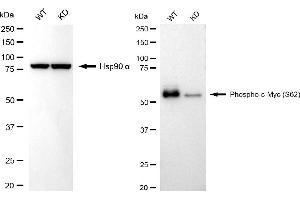 Western blotting analysis using phospho-c-Myc (S62) antibody (ABIN7799503).