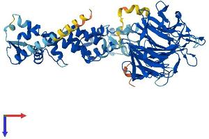 AlphaFold protein structure predicition of Mouse Recombinant Klhl7 Protein, UniprotID Q8BUL5