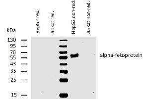 Western blotting analysis of human alpha-fetoprotein using mouse monoclonal antibody AFP-01 on lysates of HepG2 cell line and Jurkat cell line (negative control) under reducing and non-reducing conditions.
