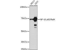 Western blot analysis of extracts of various cell lines, using NF-kB p65/RelA antibody (ABIN7268995) at 1:1000 dilution. (NF-kB p65 anticorps)