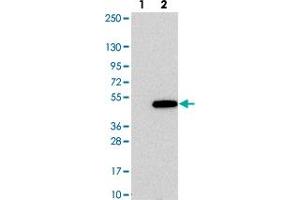 Western blot analysis of Lane 1: Negative control (vector only transfected HEK293T lysate). (ZNF843 anticorps)