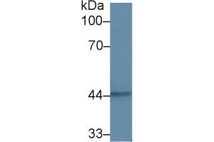 Western blot analysis of Human A431 cell lysate, using Human KRT15 Antibody (2 µg/ml) and HRP-conjugated Goat Anti-Rabbit antibody (