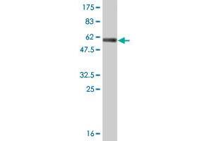 Western Blot detection against Immunogen (56.