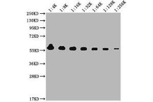 Western Blot Positive WB detected in: MCF-7 whole cell lysate All lanes: PKM antibody at 1:4000, 1:8000, 1:16000, 1:32000, 1:64000, 1:128000, 1:256000 Secondary Goat polyclonal to Mouse IgG at 1/10000 dilution Predicted band size: 58 kDa Observed band size: 58 KDa Exposure time: 5 min (PKM anticorps  (AA 2-531))
