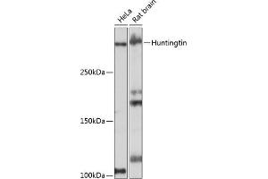 Western blot analysis of extracts of various cell lines, using Huntingtin antibody (ABIN7267793) at 1:1000 dilution. (Huntingtin anticorps)