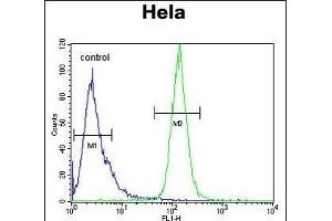 H2AFY2 Antibody (N-term) (ABIN654683 and ABIN2844376) flow cytometric analysis of Hela cells (right histogram) compared to a negative control cell (left histogram). (H2AFY2 anticorps  (N-Term))