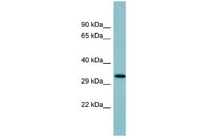 WB Suggested Anti-SFTPD Antibody Titration:  0.