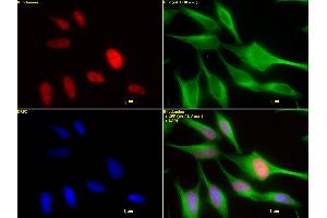 HDAC2 mAb (Clone 3F3) tested by immunofluorescence.