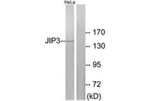 Western blot analysis of extracts from HeLa cells, using JIP3 Antibody.