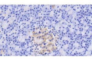 Detection of TRY in Porcine Pancreas Tissue using Monoclonal Antibody to Trypsin (TRY)