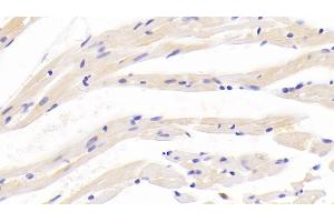 Detection of APLN in Mouse Cardiac Muscle Tissue using Polyclonal Antibody to Apelin (APLN) (Apelin anticorps  (AA 23-77))