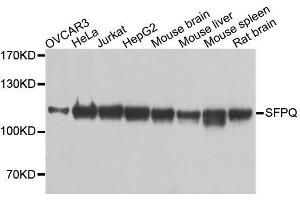 Western blot analysis of extracts of various cell lines, using SFPQ antibody. (SFPQ anticorps  (AA 578-707))