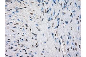 Image no. 6 for anti-Fc gamma RII (CD32) antibody (ABIN1497255) (Fc gamma RII (CD32) anticorps)