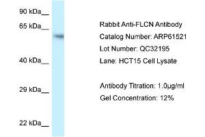 Western Blotting (WB) image for anti-Folliculin (FLCN) (C-Term) antibody (ABIN2788830) (FLCN anticorps  (C-Term))