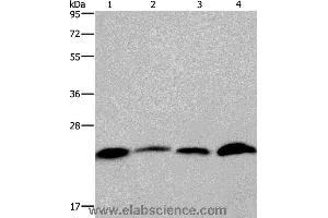 Western blot analysis of Human placenta and testis tissue, Hela and Raji cell, using CMTM6 Polyclonal Antibody at dilution of 1:700