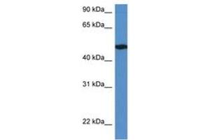 Image no. 1 for anti-Immediate Early Response 5-Like (IER5L) (AA 331-380) antibody (ABIN6746430) (IER5L anticorps  (AA 331-380))