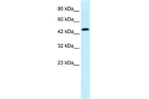 WB Suggested Anti-CALR Antibody Titration: 0. (Calreticulin anticorps  (C-Term))