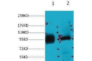 Western Blot (WB) analysis of 1) HeLa, 2) 293T, diluted at 1:2000. (ABCB5 anticorps)