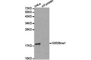 Western Blotting (WB) image for anti-Histone 3 (H3) (H3R26me) antibody (ABIN1873017) (Histone 3 anticorps  (H3R26me))