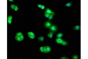Immunofluorescence staining of HepG2 cells with ABIN7145780 at 1:33, counter-stained with DAPI.
