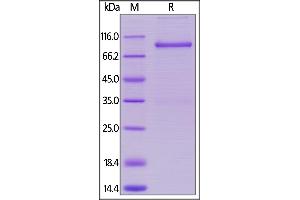 Cynomolgus LAG-3, Mouse IgG2a Fc tag on  under reducing (R) condition.