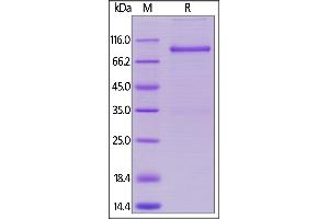 Cynomolgus LAG-3, Mouse IgG2a Fc tag on  under reducing (R) condition. (LAG3 Protein (AA 18-449) (Fc Tag))