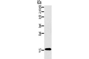 Western Blotting (WB) image for anti-Ring Finger Protein 122 (RNF122) antibody (ABIN2427081) (RNF122 anticorps)