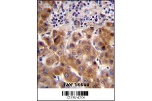PSORS1C1 Antibody immunohistochemistry analysis in formalin fixed and paraffin embedded human liver tissue followed by peroxidase conjugation of the secondary antibody and DAB staining. (PSORS1C1 anticorps  (N-Term))