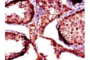 Immunohistochemistry of paraffin-embedded human testis tissue using ABIN7156155 at dilution of 1:100