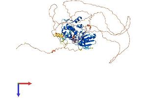 AlphaFold protein structure predicition of Human Recombinant NUAK1 Protein, UniprotID O60285