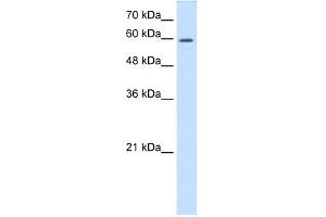 WB Suggested Anti-CRMP1 Antibody Titration:  0. (CRMP1 anticorps  (C-Term))