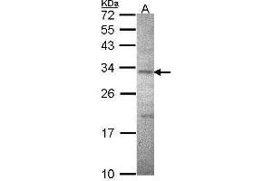 WB Image Sample (30 ug of whole cell lysate) A: Hela 12% SDS PAGE ATPase beta3(Na+/K+) antibody antibody diluted at 1:1000 (ATPase Beta3 (Center) anticorps)