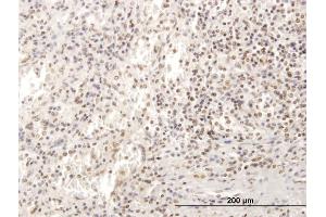Immunoperoxidase of purified MaxPab antibody to SP100 on formalin-fixed paraffin-embedded human spleen. (SP100 anticorps  (AA 1-480))