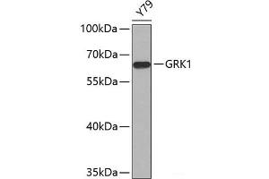 Western blot analysis of extracts of Y79 cells using GRK1 Polyclonal Antibody.