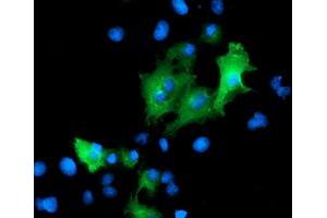 Immunofluorescence (IF) image for anti-Protein tyrosine Phosphatase, Non-Receptor Type 7 (PTPN7) antibody (ABIN1500501) (PTPN7 anticorps)