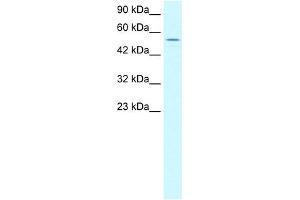 WB Suggested Anti-LHX6 Antibody Titration:  1. (LHX6 anticorps  (C-Term))