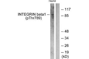 Western blot analysis of extracts from HepG2 cells treated with Ca2+ using Integrin β1 (Phospho-Thr789) Antibody. (ITGB1 anticorps  (pThr789))