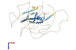 AlphaFold protein structure predicition of Mouse Recombinant Sox5 Protein, UniprotID P35710