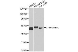 Western blot analysis of extracts of various cell lines, using CHRFAM7A antibody. (CHRFAM7A anticorps  (AA 1-150))