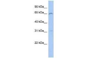 EFHA2 antibody used at 1 ug/ml to detect target protein. (EFHA2 anticorps  (N-Term))