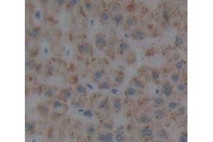 IHC-P analysis of Human Tissue, with DAB staining. (PROS1 anticorps  (AA 301-476))
