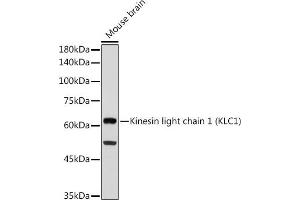 Western blot analysis of extracts of Mouse brain, using Kinesin light chain 1 (Kinesin light chain 1 (KLC1)) antibody (ABIN7268139) at 1:1000 dilution. (KLC1 anticorps)