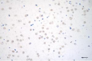 Immunohistochemistry was performed on paraffin-embedded mouse brain using cAMP responsive element binding protein 1 antibody (ABIN7797856), 1:200). (CREB1 anticorps)