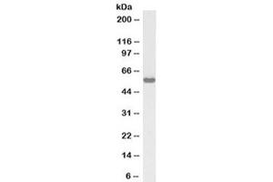 Western blot testing of rat testis lysate with biotinylated KPNA3 antibody at 1ug/ml. (KPNA3 anticorps  (Biotin))
